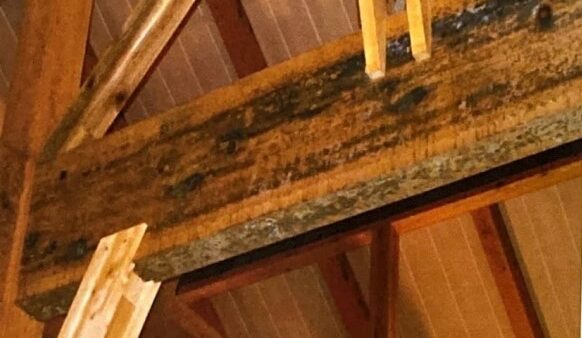 天井のカビ取りは要注意｜見落とされがちな原因と再発させない正しい対策【愛知常滑店】